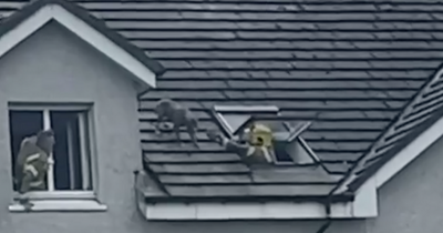 Watch as Glasgow firefighters rescue dog stuck on roof of Castlemilk flats