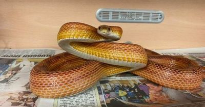 Scottish SPCA on the look out for homes for overlooked snakes in Lanarkshire