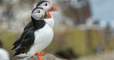 Critical year for Northumberland puffins as rangers start this year's count on Farne Islands