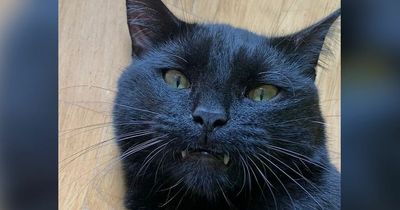 Mum thought cat that was shot with pellet gun had been hit by a car