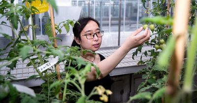 Biofortified tomatoes with edited genes to boost Vitamin D may be on sale soon