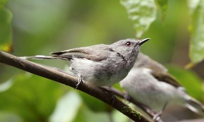 ‘I thought I was imagining things’: New Zealand readers on close encounters with city birds