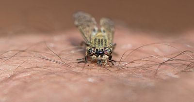 Mrs Hinch fans share penny trick for keeping flies out of your home in hot weather