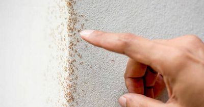 Mrs Hinch fans share best home remedies for getting rid of ants