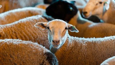 What will happen to the $136 million live sheep industry now Labor has won the federal election?