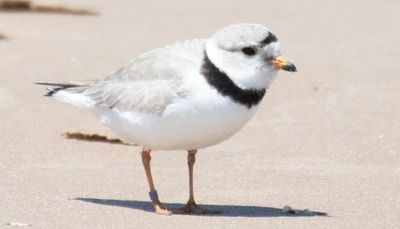 Imani — Monty and Rose’s 2021 chick — spotted at Montrose Beach