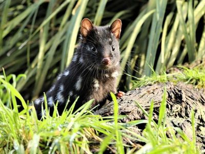 Endangered quolls go back to the wild