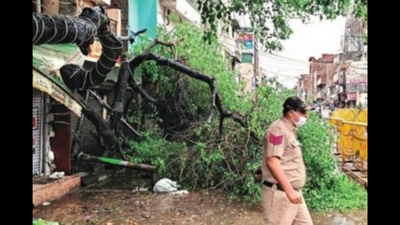 Weak at roots, trees crash