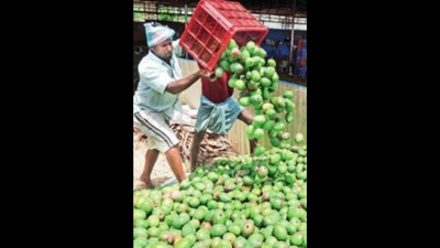 Mango produce down as climate change hits sex ratio of flowers