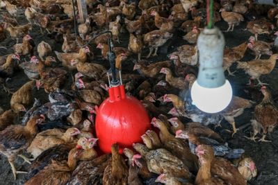 Malaysia bans poultry exports in latest food protectionism move