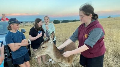 Glencoe family calls on deer hunters to be careful after tragic shooting of pet, Bambi