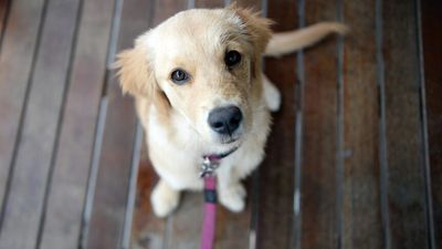 Steven Rootsey in Batemans Bay court for dealing with proceeds of puppy scam