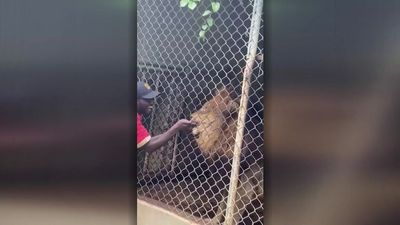 Lion bites off man's finger at Jamaica Zoo as horrified guests watch on