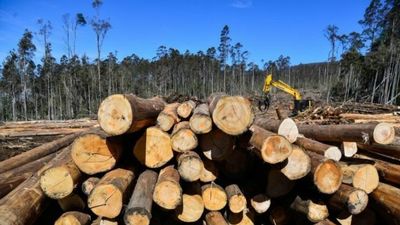 NSW government announces subsidy for waterlogged North Coast timber industry