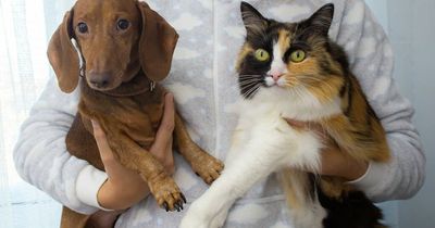 Experts fear future if UK pets and wild animals catch monkeypox