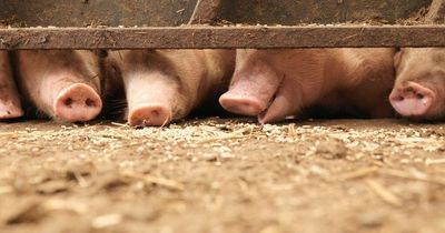 Co-op lifeline for UK pig farmers but 60% of nation's pork products still imported