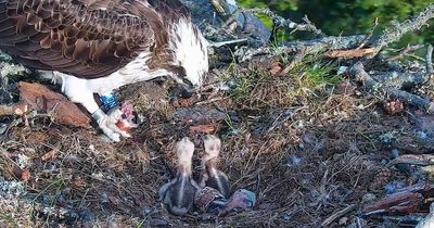 Third and final osprey chick hatches at Perthshire nature reserve