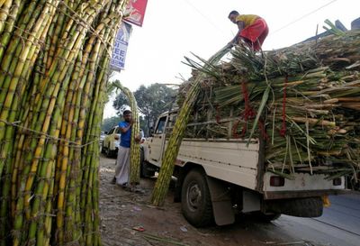 India to limit sugar exports in new risk to global food prices