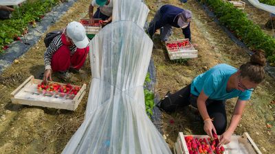 French strawberry farmers leave fruit to rot as high temperatures hit harvests
