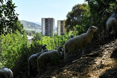 Barcelona recruits sheep, goats to fight wildfires