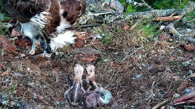WATCH: Third osprey chick hatches at Scottish wildlife reserve