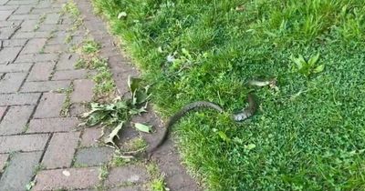 'Beautiful' snake spotted slithering through popular country park in Nottinghamshire
