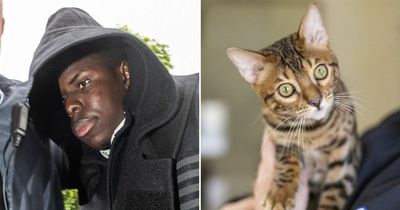 Kurt Zouma's cats pictured as RSPCA blast "unacceptable cruelty" of West Ham star