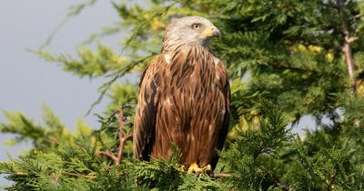 Bird fans urged to stop feeding red kites as they keep 'dropping meat on people's heads'