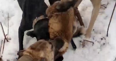 Sadistic badger baiter filmed dogs ripping wild animals apart in sickening videos