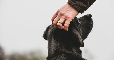 Warning to pet owners as Monkeypox 'could become endemic' if it spreads to animals