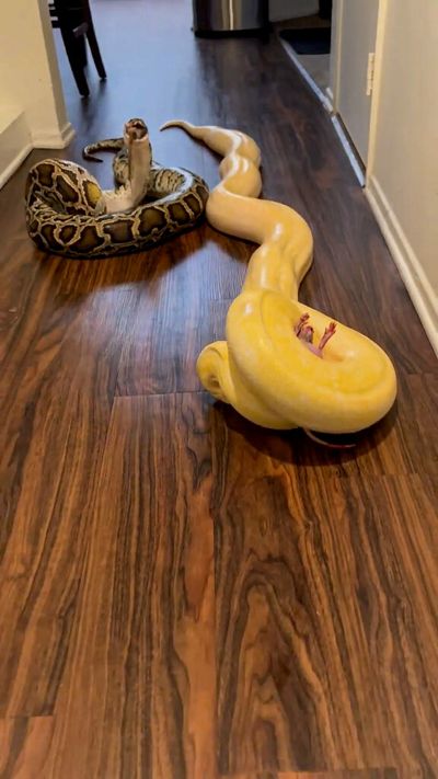 VIDEO: I Could Just Squeeze Down Another Mouthful: Python’s Grim Lunch