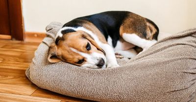 Woman demands boyfriend puts down his healthy dog because it gets on her nerves