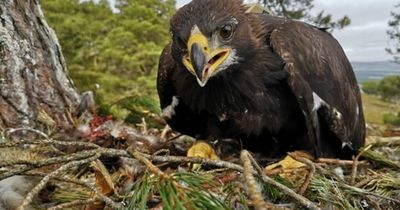 Police probe death of golden eagle in Perthshire