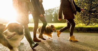 Little-known dog walking rule on roads that could land owners with £20,000 fine