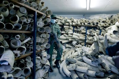 Zimbabwe rallies allies to push for legal ivory trade