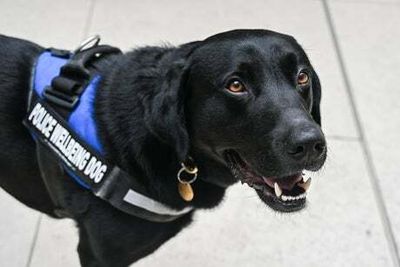 Too friendly for drug busts...Labrador Dexter is now out on the well-being support beat