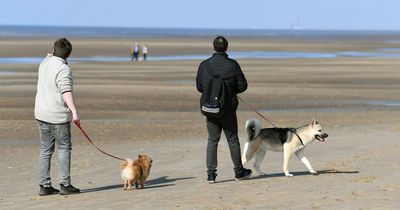 Should there be tougher rules for dog walking?