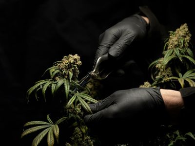 Why Do So Many Cannabis Users Turn To Illicit Market? New Study Sheds Some Light