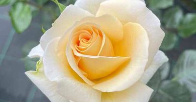 Rose named after first black person to live in Wales and marry a Welsh woman