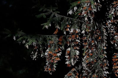 Monarch butterfly numbers in Mexico rise by 35%