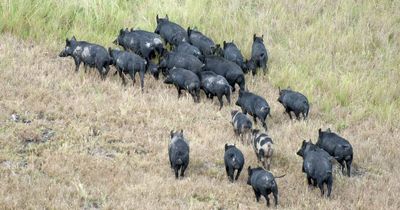 Warning over rise in feral pig disease in Hunter