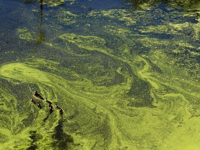 How To Save The World From Humans? MicroAlgae