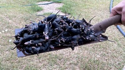 Mice population explodes in Queensland's North Burnett thanks to 'perfect conditions'