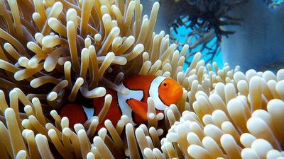 Scientists warn government must aim for faster transition to net zero to save Great Barrier Reef