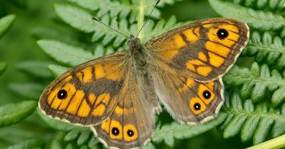 Two-fifths of British butterflies threatened with extinction, analysis shows