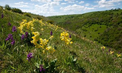 Follow the buzz: the best UK wildflower spectacles this summer