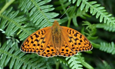 Half of UK’s butterfly species vulnerable to extinction as five join red list