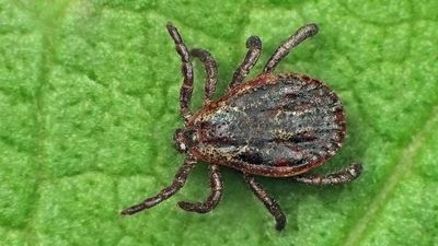Tick Talk: Why Such Pests Are Thriving Throughout The Eastern U.S.