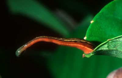 ‘Itchy, yucky, unpleasant’: wet weather brings leech invasion to NSW suburbs