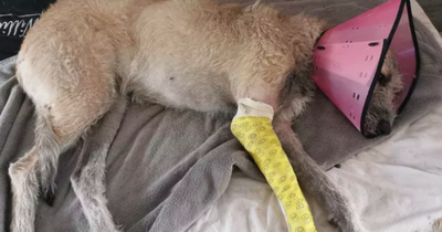 Scots dog could be put down after tearing leg open 'while chasing squirrels' on walk